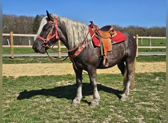 Altri cavalli a sangue freddo, Castrone, 4 Anni, 153 cm, Sauro scuro