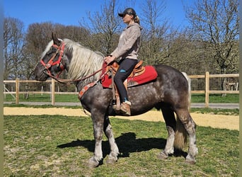 Altri cavalli a sangue freddo, Castrone, 4 Anni, 153 cm, Sauro scuro