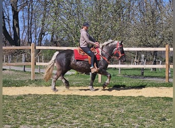 Altri cavalli a sangue freddo, Castrone, 4 Anni, 153 cm, Sauro scuro