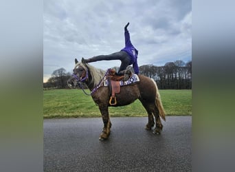 Altri cavalli a sangue freddo, Castrone, 4 Anni, 156 cm, Sauro scuro