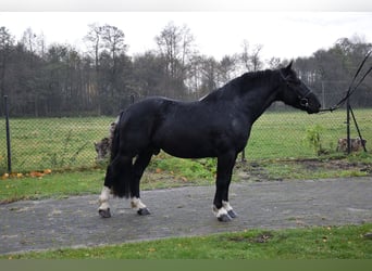 Altri cavalli a sangue freddo Mix, Castrone, 4 Anni, 157 cm, Morello