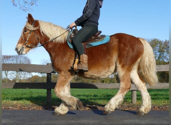 Altri cavalli a sangue freddo, Castrone, 4 Anni, 158 cm, Sauro
