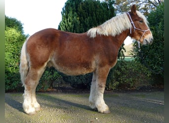 Altri cavalli a sangue freddo, Castrone, 4 Anni, 158 cm, Sauro