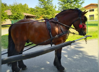 Altri cavalli a sangue freddo, Castrone, 4 Anni, 160 cm, Baio