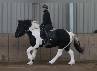 Altri cavalli a sangue freddo Mix, Castrone, 4 Anni, 160 cm, Pezzato