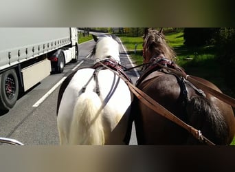 Altri cavalli a sangue freddo, Castrone, 4 Anni, 162 cm, Pezzato