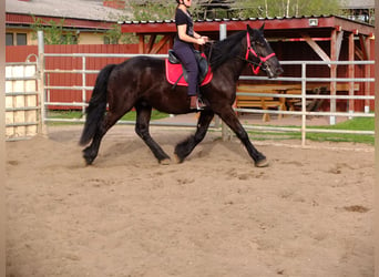 Altri cavalli a sangue freddo, Castrone, 4 Anni, 165 cm, Morello