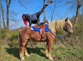 Altri cavalli a sangue freddo, Castrone, 4 Anni, 167 cm, Sauro scuro