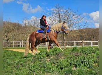 Altri cavalli a sangue freddo, Castrone, 4 Anni, 167 cm, Sauro scuro