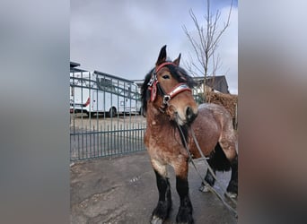 Altri cavalli a sangue freddo, Castrone, 4 Anni, 173 cm, Baio