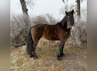 Altri cavalli a sangue freddo, Castrone, 5 Anni, 152 cm, Baio