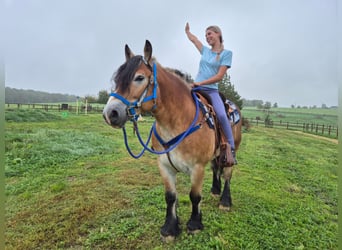 Altri cavalli a sangue freddo, Castrone, 5 Anni, 153 cm, Baio