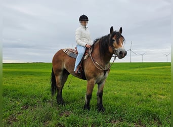 Altri cavalli a sangue freddo, Castrone, 5 Anni, 153 cm, Baio