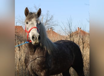 Altri cavalli a sangue freddo, Castrone, 5 Anni, 153 cm, Grigio pezzato