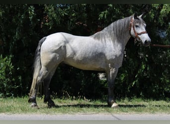 Altri cavalli a sangue freddo, Castrone, 5 Anni, 155 cm, Grigio