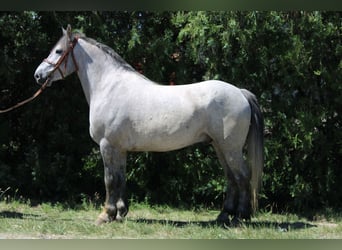 Altri cavalli a sangue freddo, Castrone, 5 Anni, 155 cm, Grigio