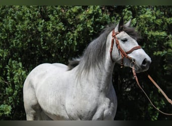 Altri cavalli a sangue freddo Mix, Castrone, 5 Anni, 155 cm, Grigio pezzato