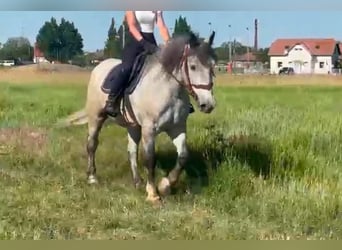 Altri cavalli a sangue freddo Mix, Castrone, 5 Anni, 155 cm, Grigio pezzato