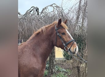 Altri cavalli a sangue freddo, Castrone, 5 Anni, 158 cm, Sauro scuro