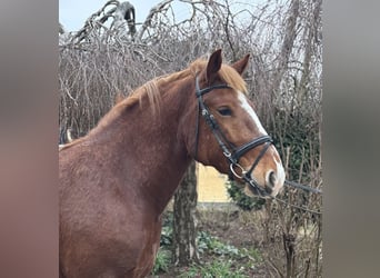 Altri cavalli a sangue freddo, Castrone, 5 Anni, 158 cm, Sauro scuro