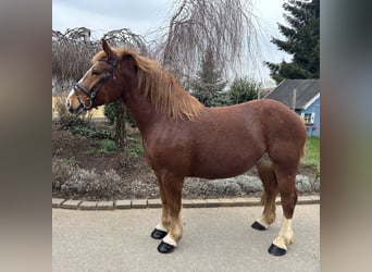 Altri cavalli a sangue freddo, Castrone, 5 Anni, 158 cm, Sauro scuro