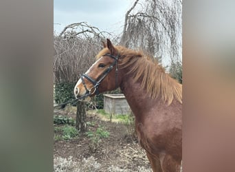 Altri cavalli a sangue freddo, Castrone, 5 Anni, 158 cm, Sauro scuro