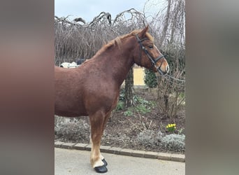 Altri cavalli a sangue freddo, Castrone, 5 Anni, 158 cm, Sauro scuro