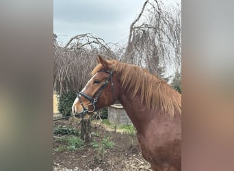 Altri cavalli a sangue freddo, Castrone, 5 Anni, 158 cm, Sauro scuro