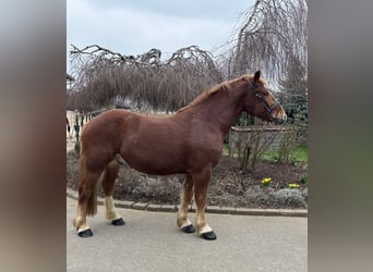 Altri cavalli a sangue freddo, Castrone, 5 Anni, 158 cm, Sauro scuro