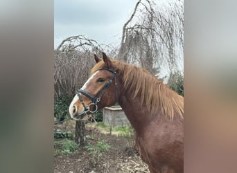 Altri cavalli a sangue freddo, Castrone, 5 Anni, 158 cm, Sauro scuro