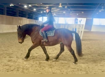 Altri cavalli a sangue freddo, Castrone, 5 Anni, 160 cm, Morello