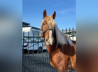 Altri cavalli a sangue freddo, Castrone, 5 Anni, 160 cm, Sauro