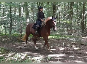 Altri cavalli a sangue freddo, Castrone, 5 Anni, 161 cm, Sauro scuro
