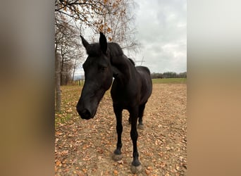 Altri cavalli a sangue freddo, Castrone, 5 Anni, 162 cm, Morello