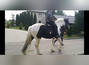 Altri cavalli a sangue freddo, Castrone, 5 Anni, 162 cm, Pezzato