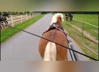 Altri cavalli a sangue freddo, Castrone, 5 Anni, 164 cm, Sauro