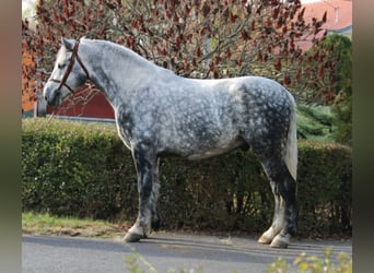 Altri cavalli a sangue freddo, Castrone, 5 Anni, 169 cm, Grigio