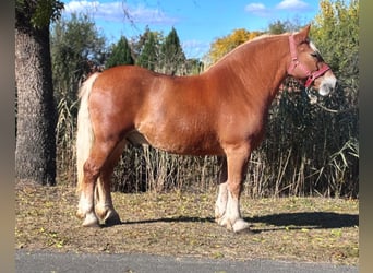 Altri cavalli a sangue freddo, Castrone, 6 Anni, 155 cm, Sauro