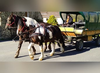 Altri cavalli a sangue freddo, Castrone, 6 Anni, 157 cm, Pezzato