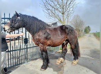 Altri cavalli a sangue freddo, Castrone, 6 Anni, 167 cm