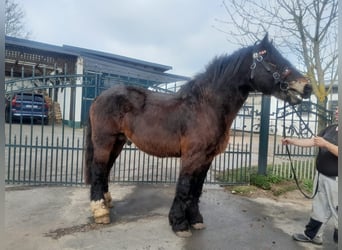Altri cavalli a sangue freddo, Castrone, 6 Anni, 167 cm