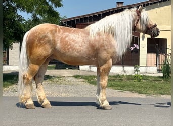 Altri cavalli a sangue freddo, Castrone, 6 Anni, 176 cm, Palomino