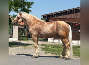 Altri cavalli a sangue freddo, Castrone, 6 Anni, 176 cm, Palomino