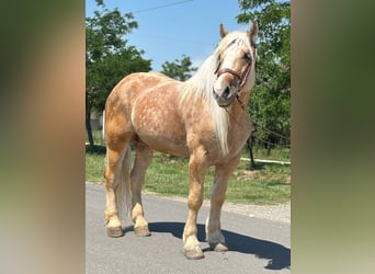 Altri cavalli a sangue freddo, Castrone, 6 Anni, 176 cm, Palomino