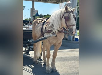 Altri cavalli a sangue freddo, Castrone, 6 Anni, 176 cm, Palomino