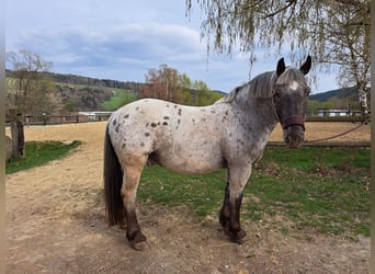 Altri cavalli a sangue freddo, Castrone, 7 Anni, 150 cm, Leopard