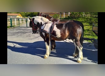 Altri cavalli a sangue freddo, Castrone, 7 Anni, 157 cm, Pezzato