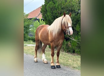 Altri cavalli a sangue freddo, Castrone, 8 Anni, 153 cm, Sauro