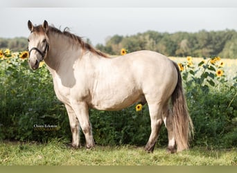 Altri cavalli a sangue freddo, Castrone, 9 Anni, 160 cm, Pelle di daino