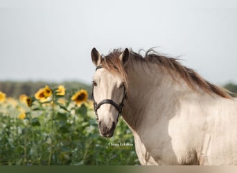 Altri cavalli a sangue freddo, Castrone, 9 Anni, 160 cm, Pelle di daino